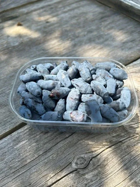 Svježi haskap